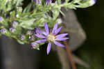 Eastern silver aster